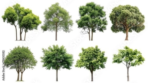 Obraz Collection of trees isolated on white background