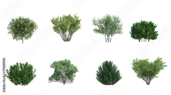 Fototapeta 3d rendering shrub and flower  isolated cut background

