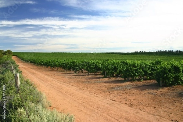 Obraz Victorian vineyard