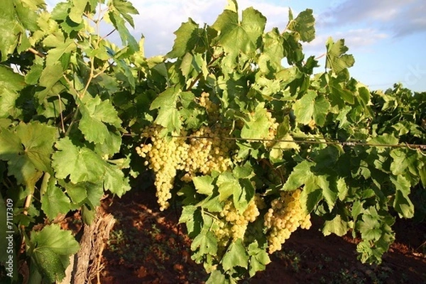 Fototapeta Vine leaves with grapes