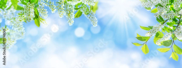 Obraz Spring background. Natural bright background with blooming bird cherry tree. Branches of a blooming bird cherry tree against a blue sky