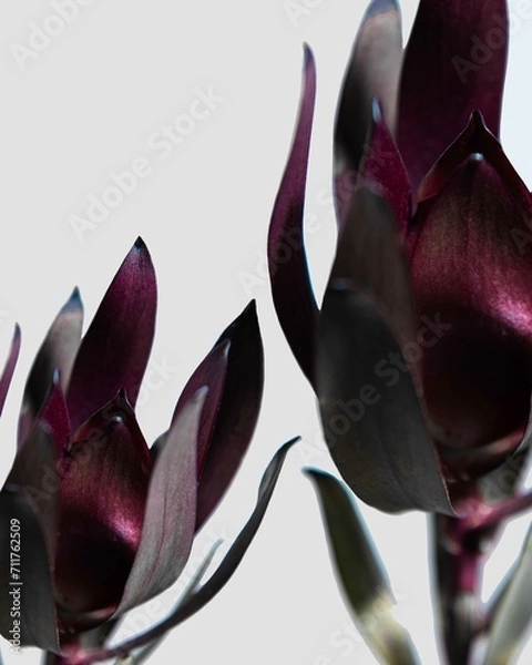Obraz purple flower on white background