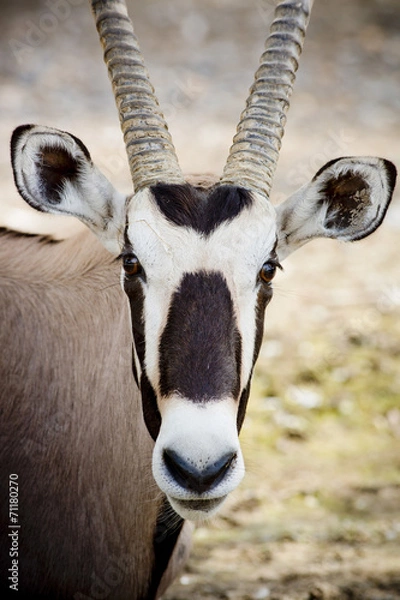 Fototapeta oryx  face