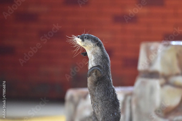 Obraz Cute gray-haired otter walks standing upright