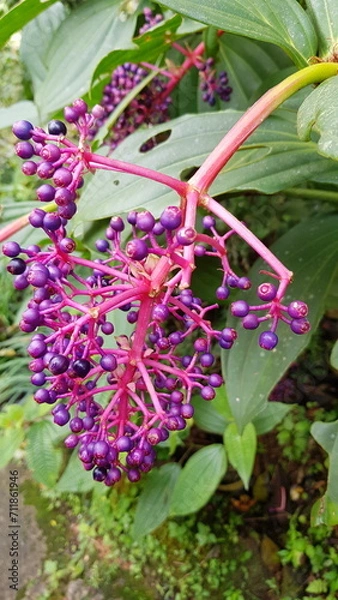 Obraz flowers in the garden