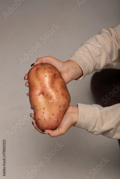 Obraz A huge potato weighing almost 1 kg in a woman’s hands.