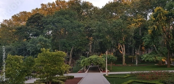 Obraz trees in the park