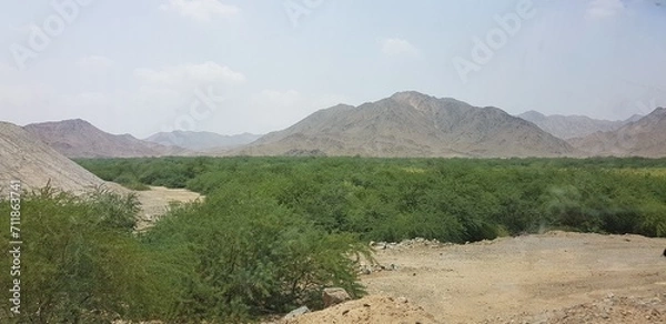 Obraz green on the desert