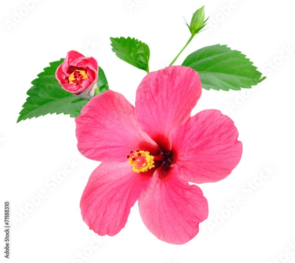 Obraz Pink Hibiscus