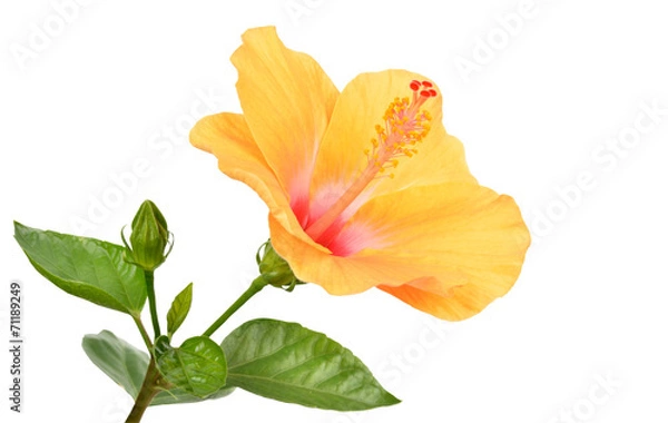 Obraz Yellow Hibiscus