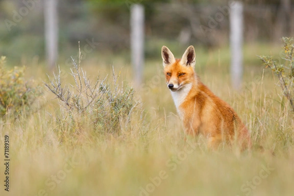 Obraz Red fox in a countryside landscape