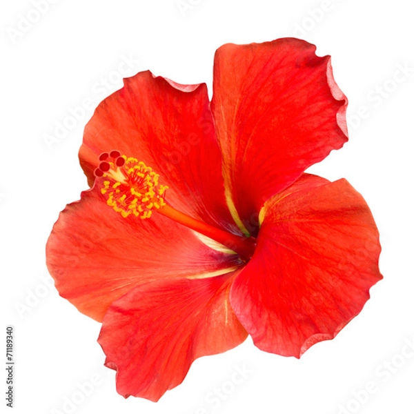 Obraz Red Hibiscus