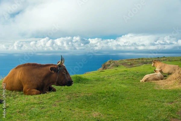 Obraz cows having a rest