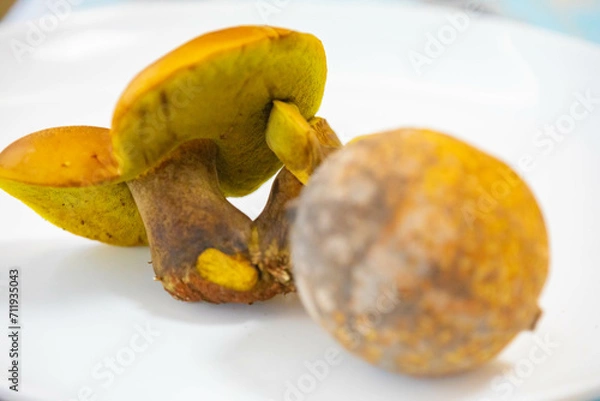 Fototapeta Wild mushrooms, scientific identification not located, which only grow under the genipap tree (Genipa americana). It's probably a poisonous mushroom.