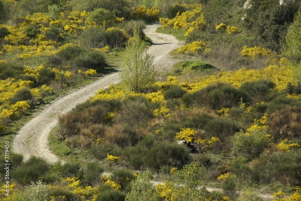 Obraz Garrigue au printemps