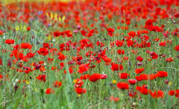 Obraz poppies