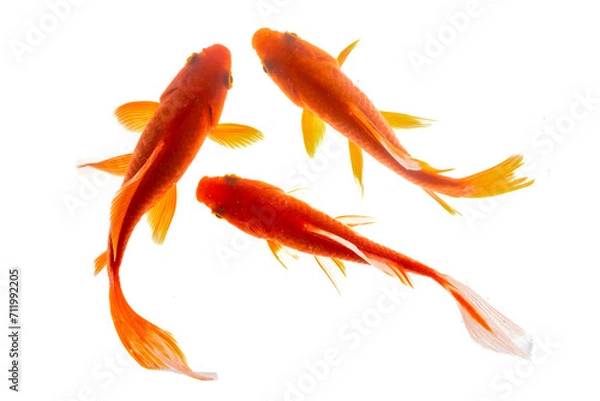 Obraz Koi fish isolated on the white background, clipping path included.