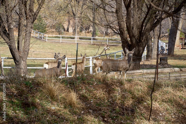 Obraz Alert Hear of Mule deer walking in forest in Cloudcroft New Mexico.