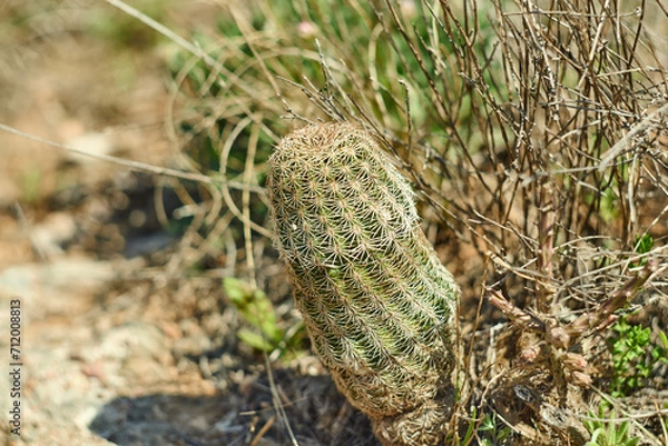 Obraz A Wild Texas Hedgehog Cactus is growing in the desert of West Texas.