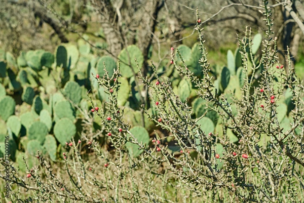 Obraz Texas Christmas Cactus. West Texas Pencil Cholla Cactus, Cylindropuntia leptocaulis with bright red rip fruits background of prickly pear cactus and mesquite trees.