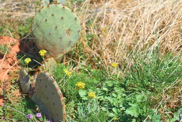 Obraz Texas Christmas Cactus. West Texas Pencil Cholla Cactus, Cylindropuntia leptocaulis with bright red rip fruits background of prickly pear cactus and mesquite trees.
