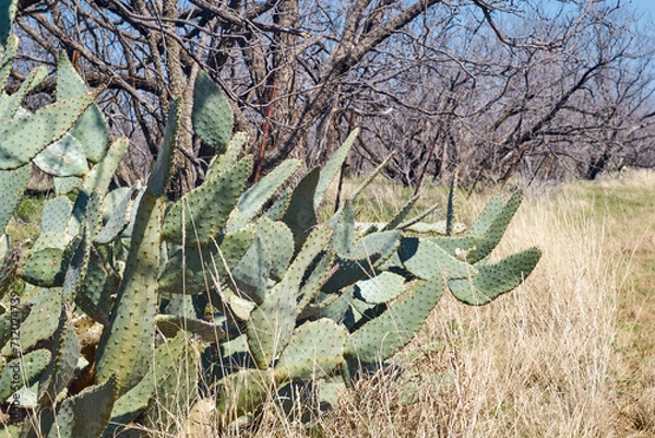 Obraz Wild Cows tongue prickly pear cactus in the mesquite forest of West Texas.