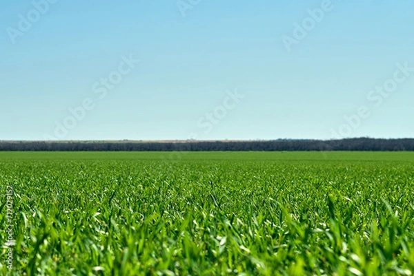 Obraz Green field, tree and blue sky.Great as a background,web banner