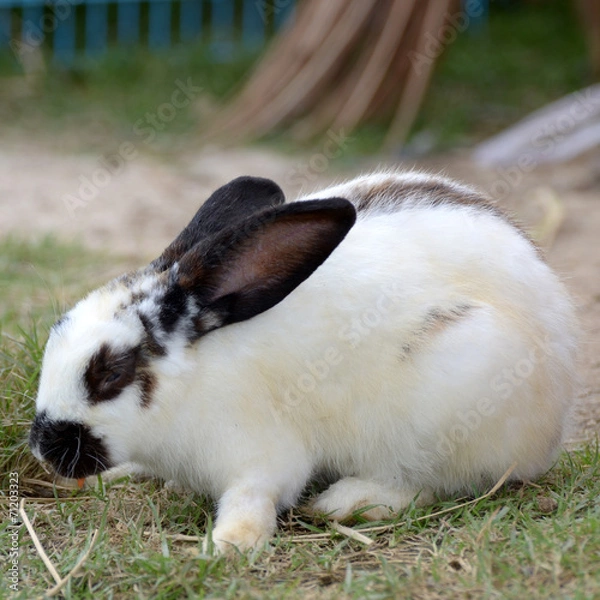 Obraz rabbit