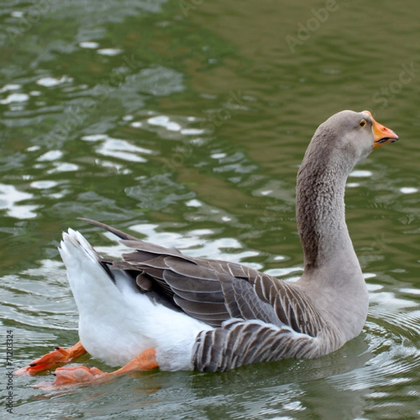 Obraz duck in the river