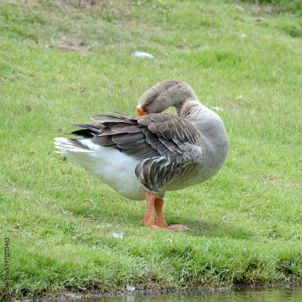Obraz duck in the river