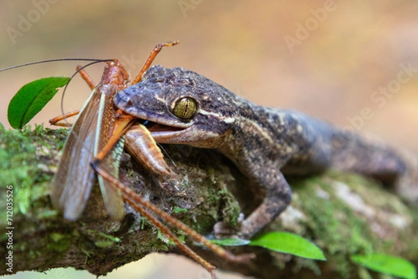 Fototapeta Turnip-tailed Gecko (Thecadactylus rapicauda) eating a grasshopper, Costa Rica
