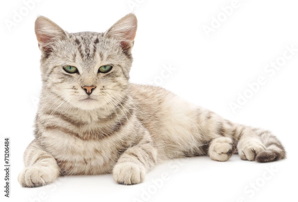 Fototapeta Kitten on a white background