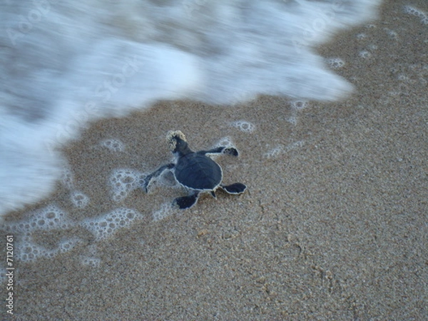 Fototapeta Turtle New Born