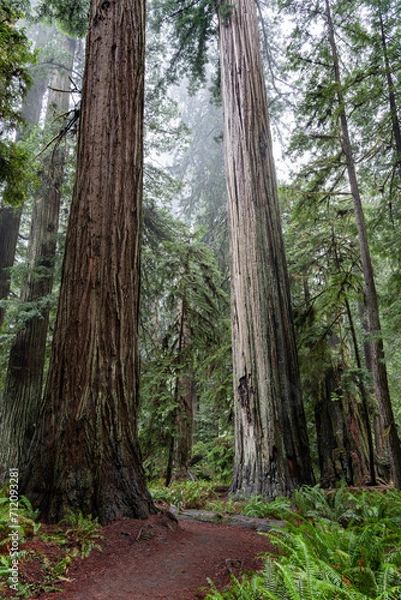 Obraz Hiking path to the forest grove at Redwood National Park