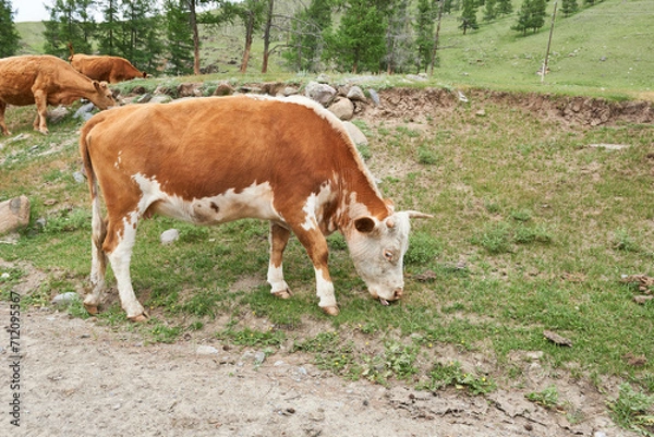 Obraz Cows graze on the green meadow in the mountains.