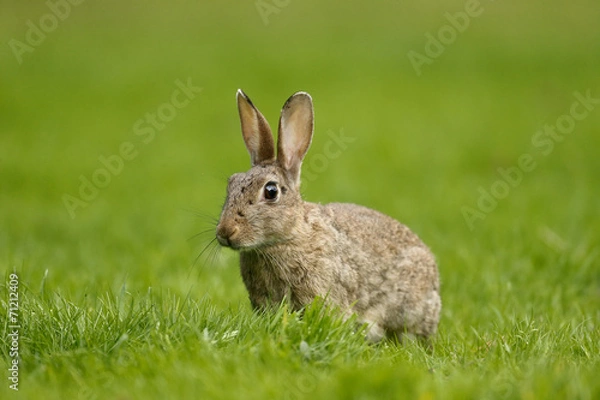 Fototapeta Rabbit, Oryctolagus cuniculus