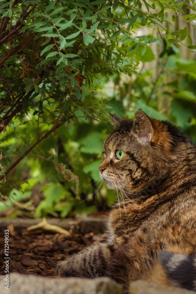 Fototapeta Alert looking tabby cat with bright green eyes lying in the shade under a canopy of leaves in a garden