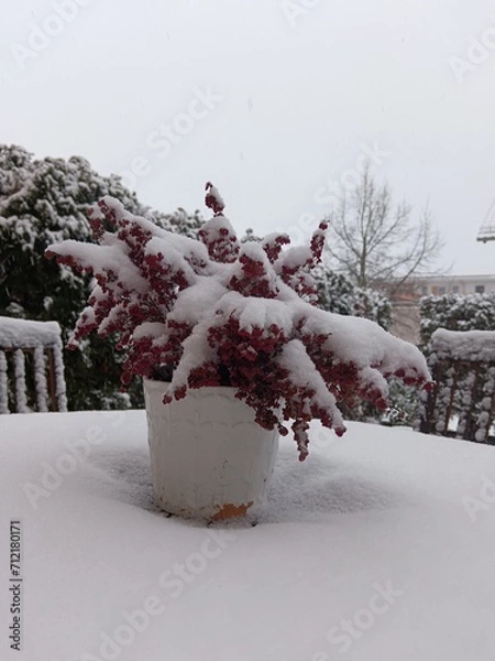 Fototapeta tree in snow