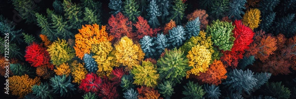 Fototapeta Aerial photography capturing vibrant colors in natural landscapes. Multicolor trees from above.