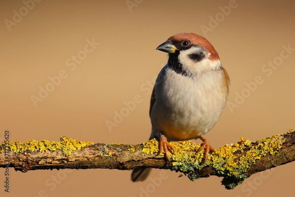 Obraz Tree sparrow bird feeder