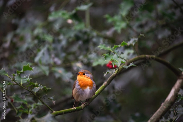 Obraz European Robin
