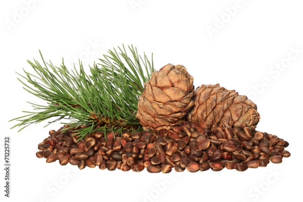 Fototapeta Cedar nuts and  cones isolated on white background
