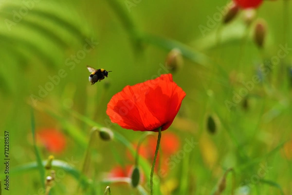 Obraz Bombo e papavero