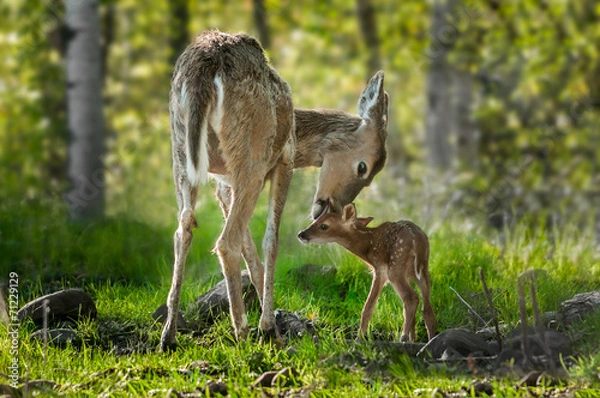 Fototapeta Jeleń bielik (Odocoileus virginianus) liże swojego płowego