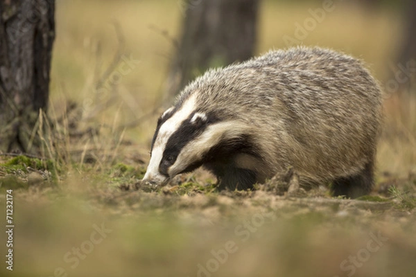 Obraz European Badger