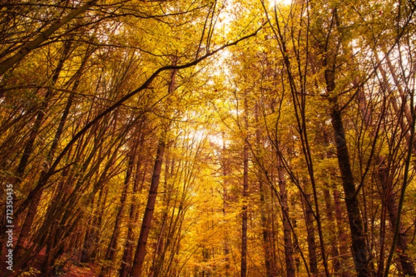 Obraz 中国,九寨溝
