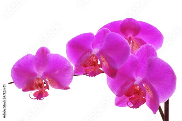 Fototapeta Pink orchid