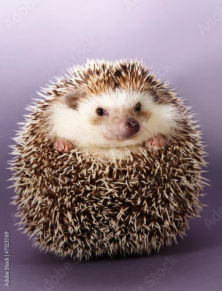 Obraz hedgehog