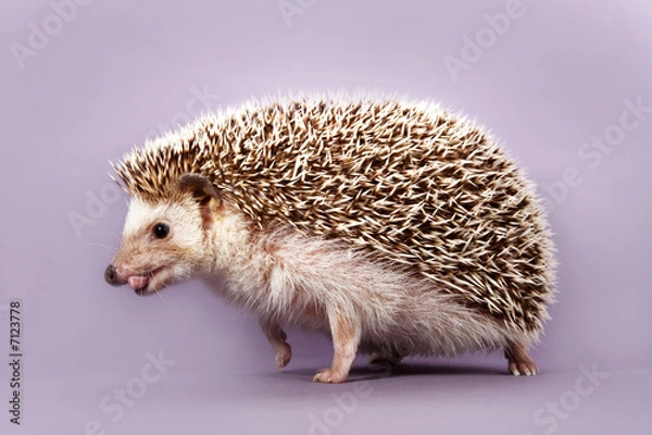 Obraz hedgehog