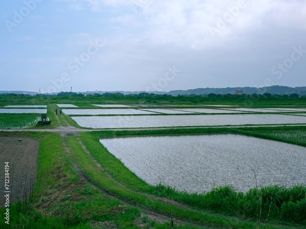 Obraz 田んぼ道を散歩